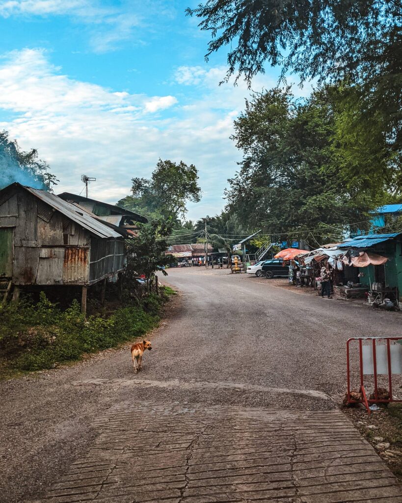 Dog walking on a road in a small village in Battambang